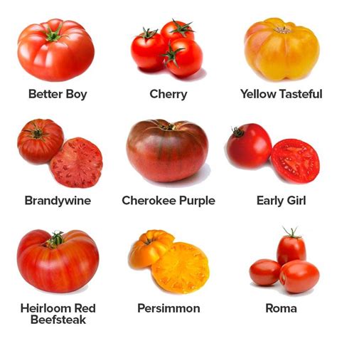 The Science Behind the Dark Color of Black Matic Tomatoes